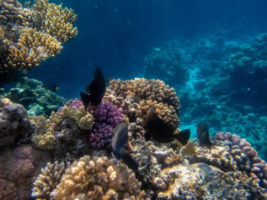 Kızıldeniz 'de yaşayanlarla birlikte mercan kayalıkları