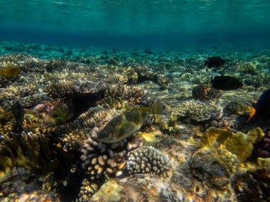Kızıldeniz 'de yaşayanlarla birlikte mercan kayalıkları