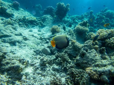 Kızıldeniz 'de yaşayanlarla birlikte mercan kayalıkları