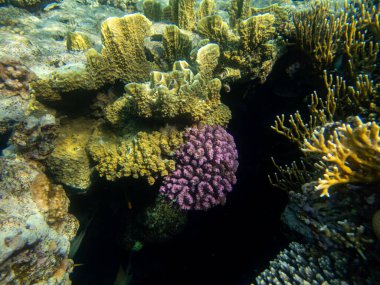Kızıldeniz 'de yaşayanlarla birlikte mercan kayalıkları