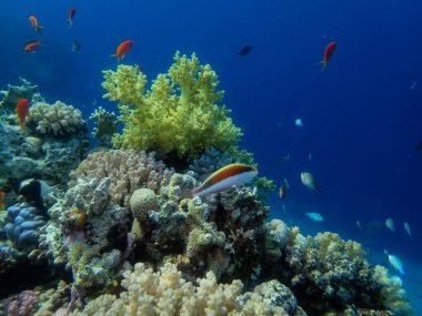 Kızıldeniz 'de yaşayanlarla birlikte mercan kayalıkları