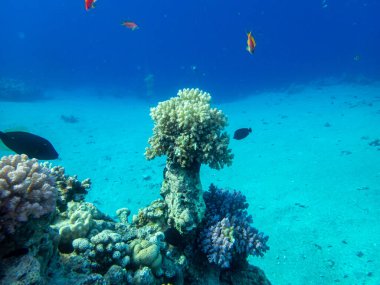 Kızıldeniz 'de yaşayanlarla birlikte mercan kayalıkları