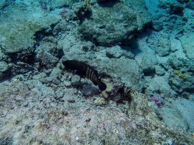 Kızıldeniz 'de yaşayanlarla birlikte mercan kayalıkları