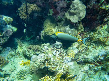 Kızıldeniz 'de yaşayanlarla birlikte mercan kayalıkları
