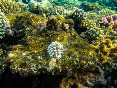 Kızıldeniz 'de yaşayanlarla birlikte mercan kayalıkları