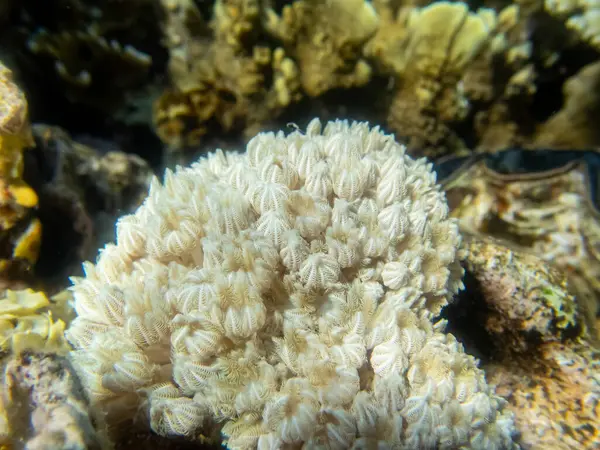 Récif Corallien Avec Ses Habitants Dans Mer Rouge — Photo