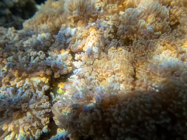 Кораловий Риф Мешканцями Червоного Моря — стокове фото