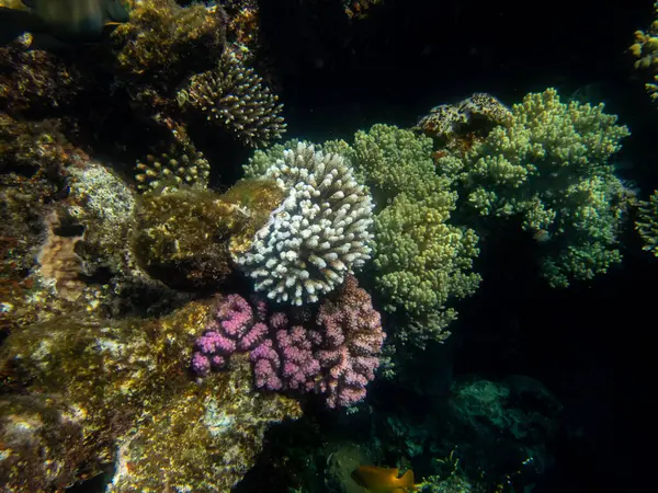 Coral Reef Its Inhabitants Red Sea — Stock Photo, Image