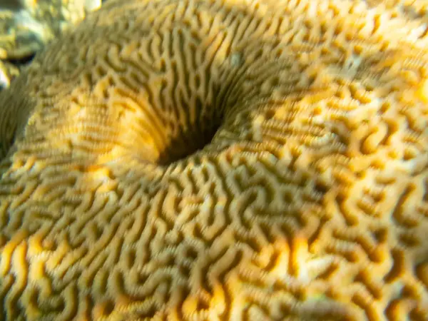 Korallzátony Vörös Tenger Lakosaival — Stock Fotó
