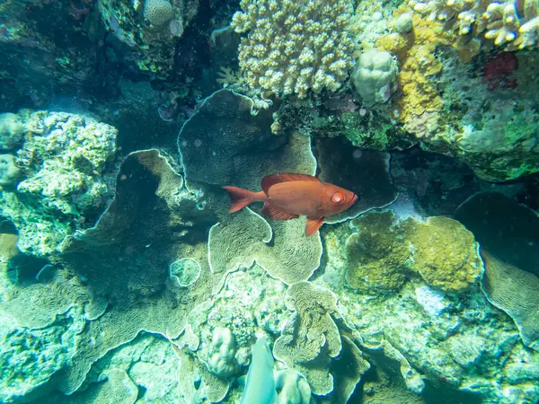 Коралловый Риф Обитателями Красном Море — стоковое фото
