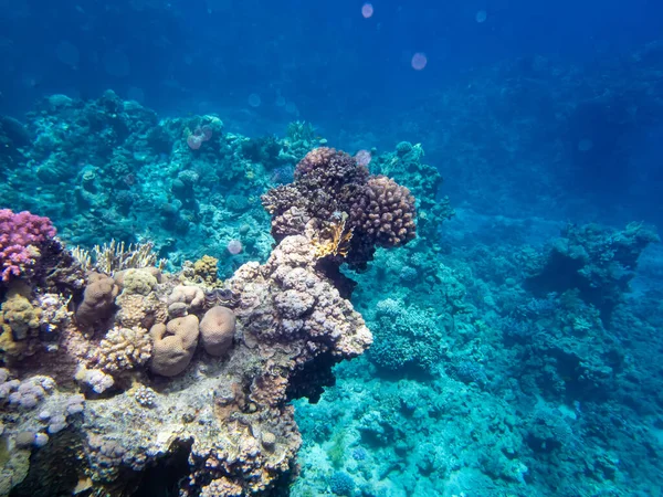 Kızıldeniz 'de yaşayanlarla birlikte mercan kayalıkları