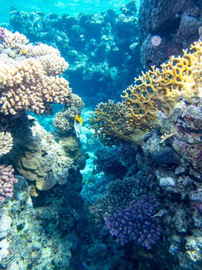 Kızıl Deniz 'deki sakiniyle birlikte güzel mercan kayalıkları.