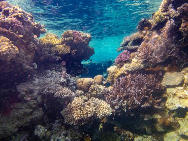 Kızıl Deniz 'deki sakiniyle birlikte güzel mercan kayalıkları.