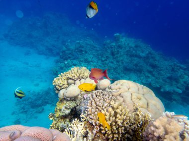 Kızıl Deniz 'deki sakiniyle birlikte güzel mercan kayalıkları.