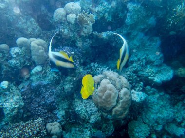 Kızıl Deniz 'deki sakiniyle birlikte güzel mercan kayalıkları.