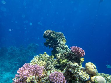 Kızıl Deniz 'deki sakiniyle birlikte güzel mercan kayalıkları.
