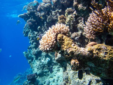 Kızıl Deniz 'deki sakiniyle birlikte güzel mercan kayalıkları.