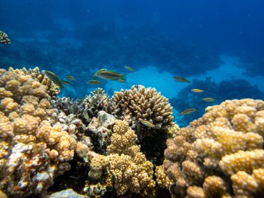 Kızıl Deniz 'deki sakiniyle birlikte güzel mercan kayalıkları.