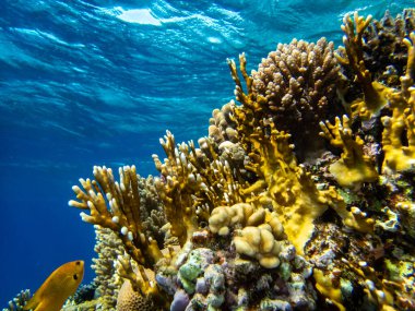 Kızıl Deniz 'deki sakiniyle birlikte güzel mercan kayalıkları.