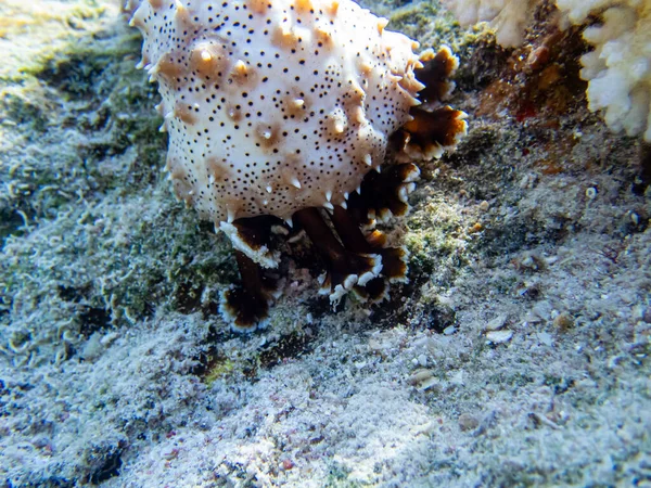 Bella Barriera Corallina Con Suo Abitante Nel Mar Rosso — Foto Stock