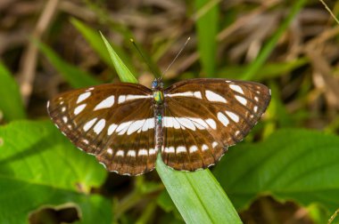 Tayland 'ın Phuket ormanında yeşil bir yaprağın üzerinde güzel bir kelebek oturuyor.