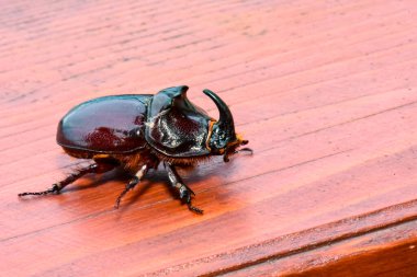 Kahverengi gergedan böceğinin Macro fotoğrafı.