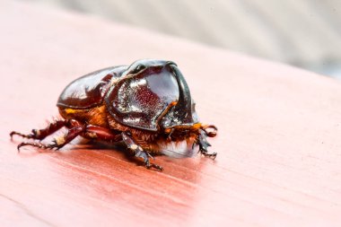 Kahverengi gergedan böceğinin Macro fotoğrafı.
