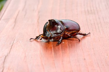 Kahverengi gergedan böceğinin Macro fotoğrafı.