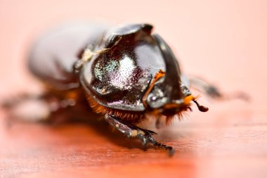 Kahverengi gergedan böceğinin Macro fotoğrafı.