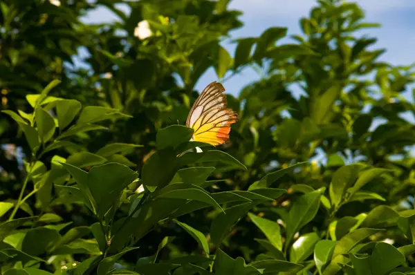 Μια Όμορφη Πεταλούδα Κάθεται Ένα Πράσινο Φύλλο Στη Ζούγκλα Του — Φωτογραφία Αρχείου