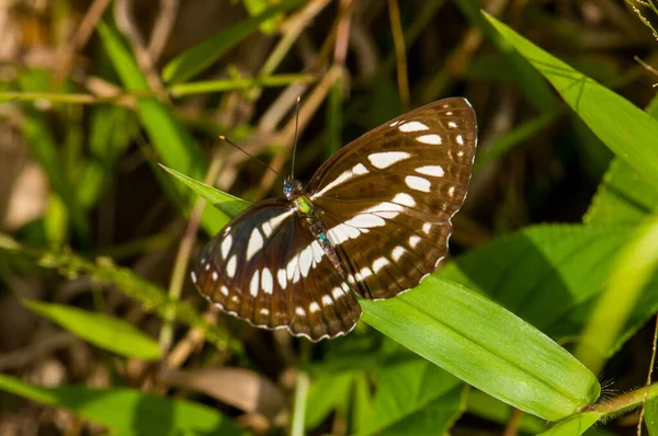 Ein Schöner Schmetterling Sitzt Auf Einem Grünen Blatt Dschungel Von — Stockfoto