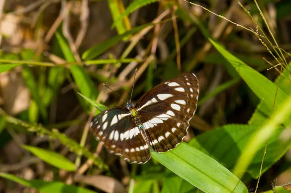 Красивая Бабочка Сидит Зеленом Листе Джунглях Пхукета Таиланд — стоковое фото