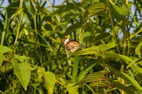 Vacker Fjäril Sitter Ett Grönt Löv Djungeln Phuket Thailand — Stockfoto