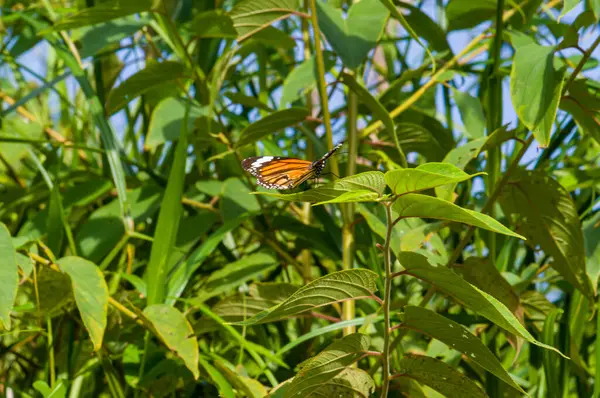 Vacker Fjäril Sitter Ett Grönt Löv Djungeln Phuket Thailand — Stockfoto