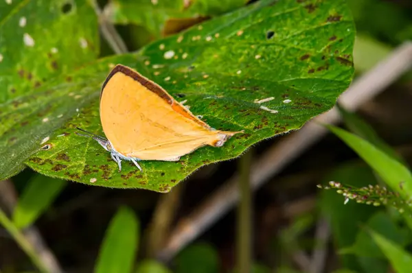 Una Bella Farfalla Siede Una Foglia Verde Nella Giungla Phuket — Foto Stock