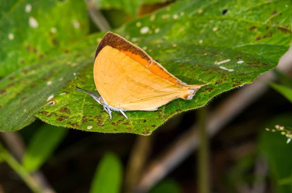 Ein Schöner Schmetterling Sitzt Auf Einem Grünen Blatt Dschungel Von — Stockfoto
