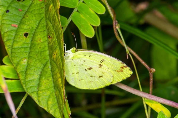美しい蝶は タイのプーケットのジャングルで緑の葉の上に座っています — ストック写真