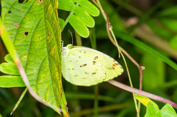 在泰国普吉的丛林中 一只美丽的蝴蝶栖息在一片绿叶上 — 图库照片
