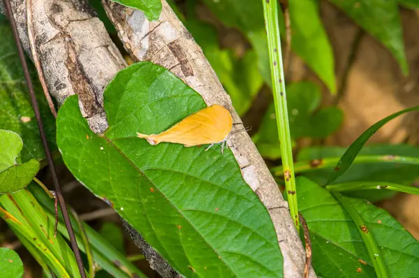 Μια Όμορφη Πεταλούδα Κάθεται Ένα Πράσινο Φύλλο Στη Ζούγκλα Του — Φωτογραφία Αρχείου
