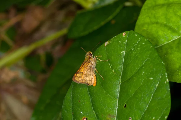 Гарний Метелик Сидить Зеленому Листі Джунглях Пхукета Таїланд — стокове фото