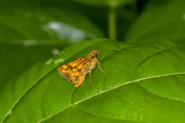 Piękny Motyl Siedzi Zielonym Liściu Dżungli Phuket Tajlandia — Zdjęcie stockowe
