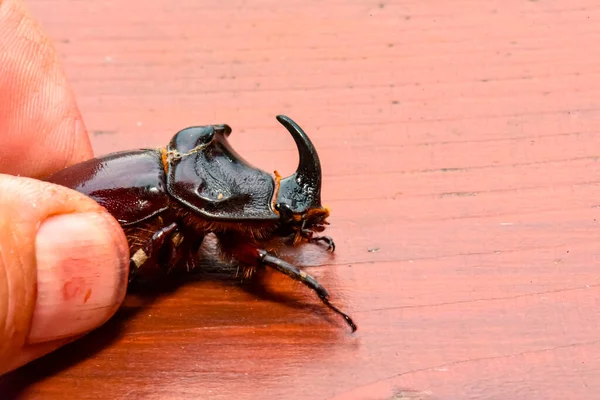 Foto Makro Dari Seekor Badak Coklat Kumbang — Stok Foto