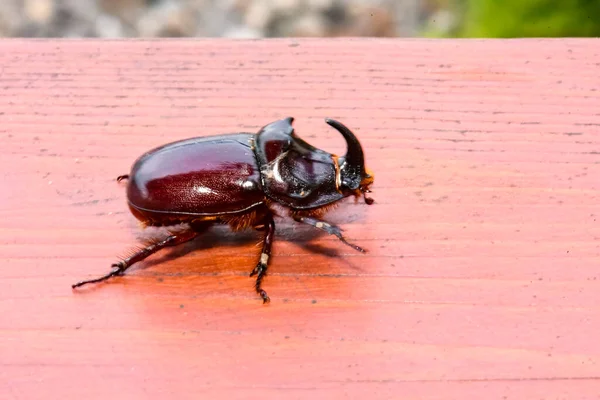 一只棕色犀牛甲虫的宏观照片 — 图库照片