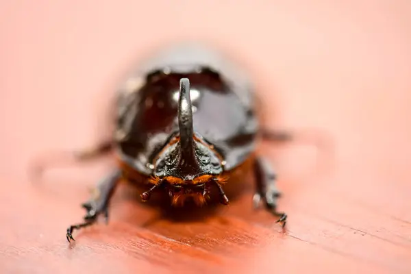 一只棕色犀牛甲虫的宏观照片 — 图库照片