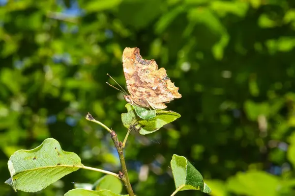 Piękny Motyl Karpatach Ukrainy — Zdjęcie stockowe