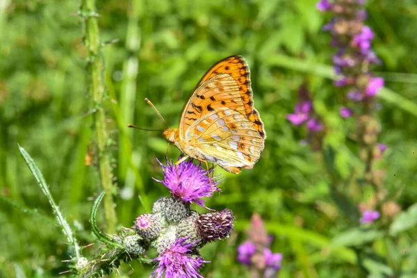Schöner Schmetterling Den Karpaten Der Ukraine — Stockfoto