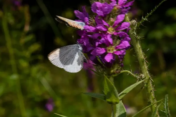 stock image Beautiful butterfly in the Carpathian mountains of Ukraine