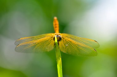 Sarı bir yusufçuk yeşil bir dala oturur. Makro