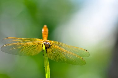 Sarı bir yusufçuk yeşil bir dala oturur. Makro