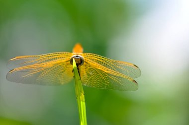 Sarı bir yusufçuk yeşil bir dala oturur. Makro